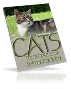 Cats : How To Choose & Care For A Cat